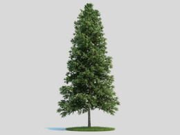 欧洲云杉 挪威云杉 白木 云杉C4D模型 picea abies 3d model