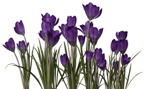 藏红花C4D模型 Crocus 3d model