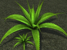 芦荟植物C4D模型 Aloe Vera Plant