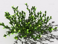 结缕草锥子草延地青植物C4D模型 knotgrass-c