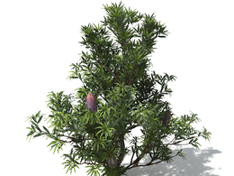 锯山龙眼树C4D模型 Saw Banksia