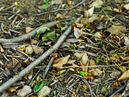 C4D Octane落叶写实场景模型 Fallen Leafs