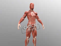 卡通肌肉男性人物C4D模型下载 Chloe Franck - Anatomy