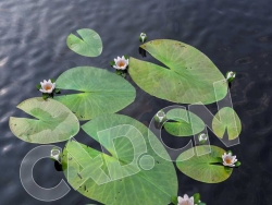 荷塘里的盛开的莲花C4D模型 lotus