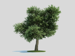 草莓树 杨梅树 景观树C4D模型 Arbutus menziesii