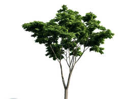 景观树木：法国梧桐三维模型plant-19