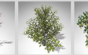 开花的树木3D模型 XfrogPlants – BLOSSOMING