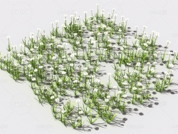 普通花草植物C4D模型 pattern_common-flower-2
