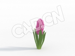 C4D安娜妮莎风信子花卉模型 Hyacinthus_B