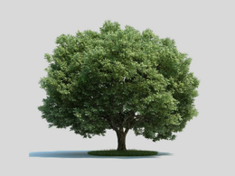 景观树 大树 爆竹柳C4D模型 salix fragilis 3d model