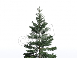 C4D塞尔维亚云杉松树白云杉模型 Picea omorika 3d model