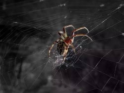 C4D蜘蛛网插件中文汉化版 AEscripts SpiderWeb 1.22 支持Cinema 4d R22-R15