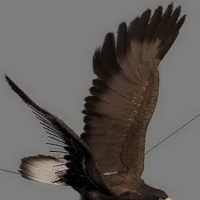 老鹰3D模型 goshawk