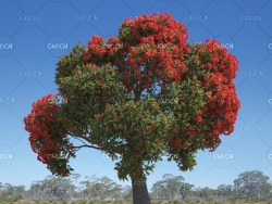 44棵澳大利亚和大洋洲树种MAX模型 Evermotion – Archmodels Vol.238 (3DS MAX格式)