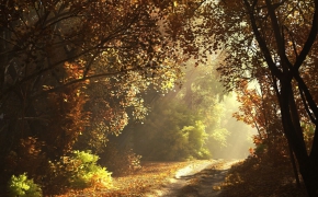 秋天树林C4D场景 autumn cover