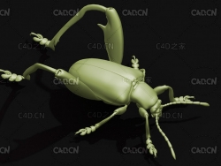 甲虫 昆虫甲虫C4D模型 Sagra peteli