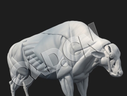 C4D野牛肌肉分布模型 BISON MUSCLES