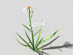 白色野菊花花卉植物C4D模型 common-flower-b1 3d model