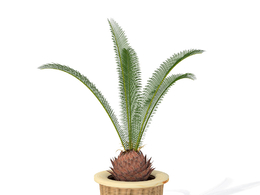 西米棕榈C4D模型 Sago Palm