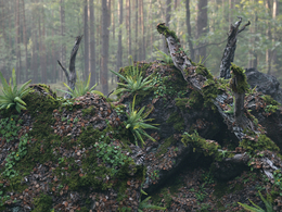 原始森林枯树树枝苔藓石头蕨类植物草木