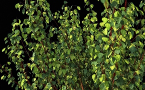 灌木3D模型 R&D Group – iBushes vol.1