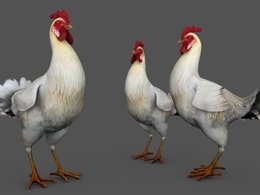 大公鸡C4D动画模型 chicken 3d model