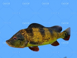 海洋鱼眼点丽鱼C4D绑定动画模型 peacock bass c4d model