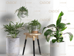 景观植物盆景C4D模型 CGTrader – Stool and Pots with Plants 3D model