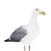 海鸥3D模型 Seagull 3D models