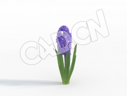 C4D玛丽蓝紫色风信子花卉模型 Hyacinthus_D
