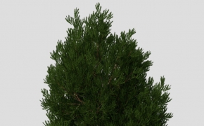 紫杉树C4D模型 English Yew 3d model