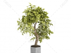 C4D垂叶榕榆树办公室客厅盆栽绿植模型