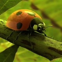 昆虫模型：七星瓢虫C4D模型 Coccinella septempunctata