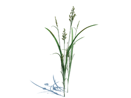 菵草c4d植物杂草模型下载Beckmannia hirsutiflora v2