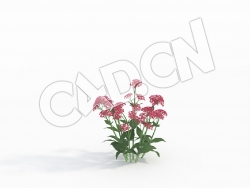 C4D红色缬草花模型 Centranthus_A