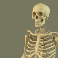 人体完整骨架C4D模型 Highpoly Skeleton