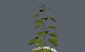 绿叶盆景植物C4D模型