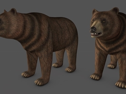 棕熊C4D模型 bear 3d model