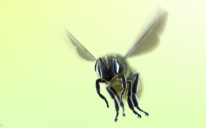 3D蜜蜂模型 带绑定