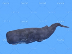 抹香鲸C4D绑定动画模型 spermwhale c4d model