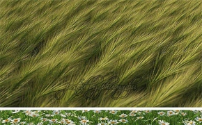 草和花3D模型 Mentor Plants HQ Grass 1 for 3ds max vray,mentalray