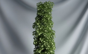 绿色景观盆景植物C4D模型 Landscape plant bonsai