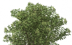 板栗树C4D模型 Chestnut 3d model