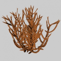 黄珊瑚C4D模型 Yellow coral 3d model