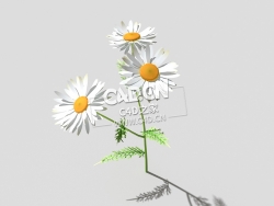 春黄菊甘菊花植物C4D模型 camomile-f 3d model