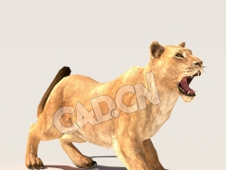 C4D母狮子雌狮模型（包含骨骼绑定动画) LionF_A01_SK 3D Model