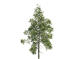 景观树木：杜松三维模型plant-26