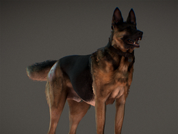 德国牧羊犬阿尔萨斯狼狗德国黑背cod-ghosts-riley