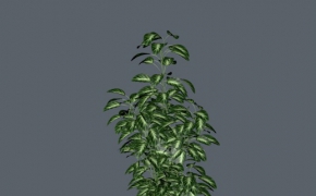 盆景植物C4D模型 Bonsai plants