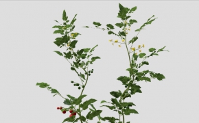 农作物：番茄苗、番茄树C4D模型 Cherry Tomato 3d model